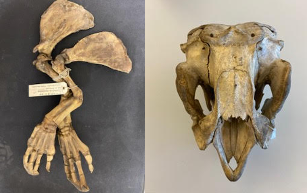 Dugong bones