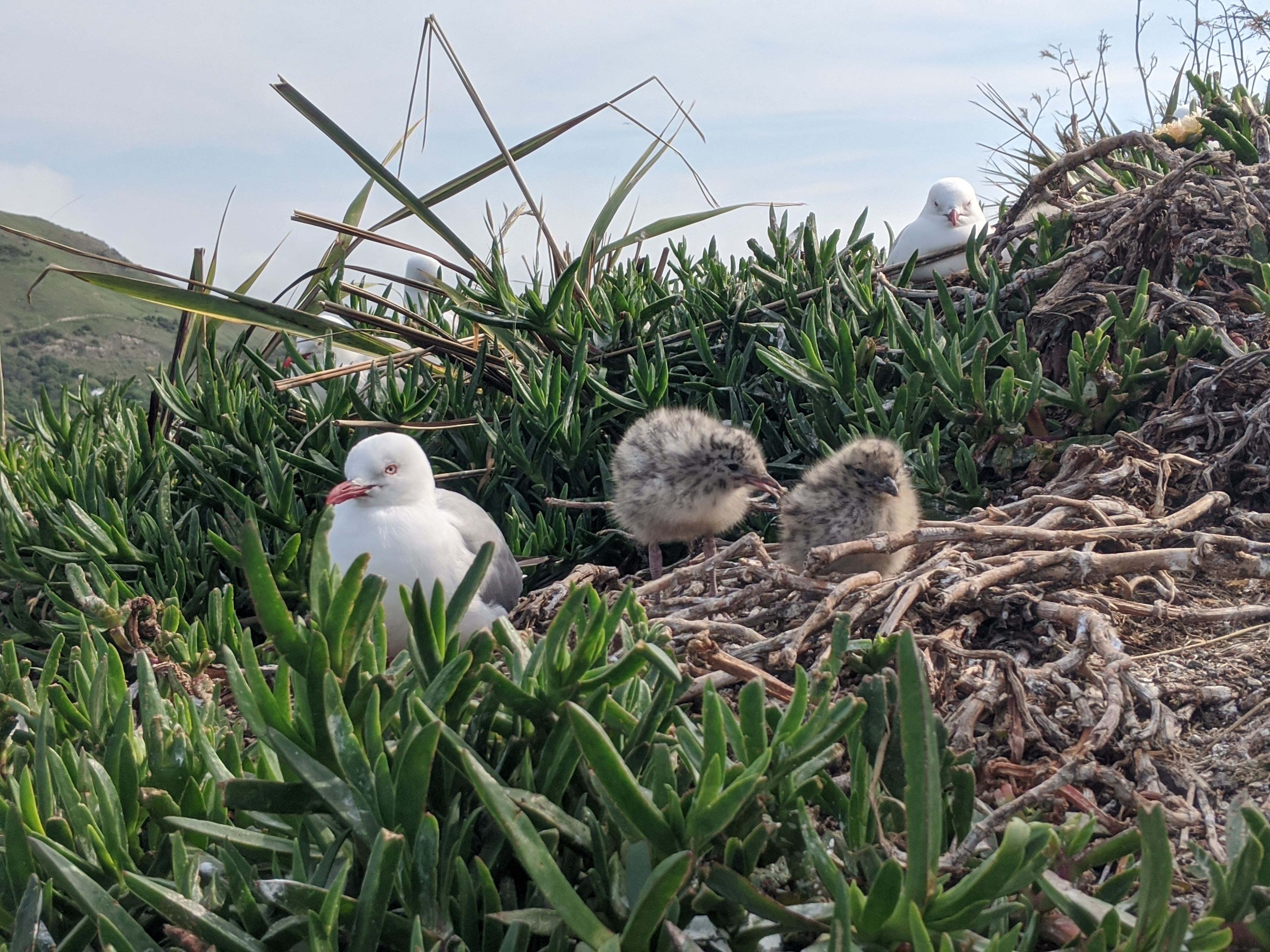 Kiwi birds