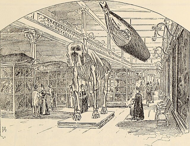 AMNH lithography